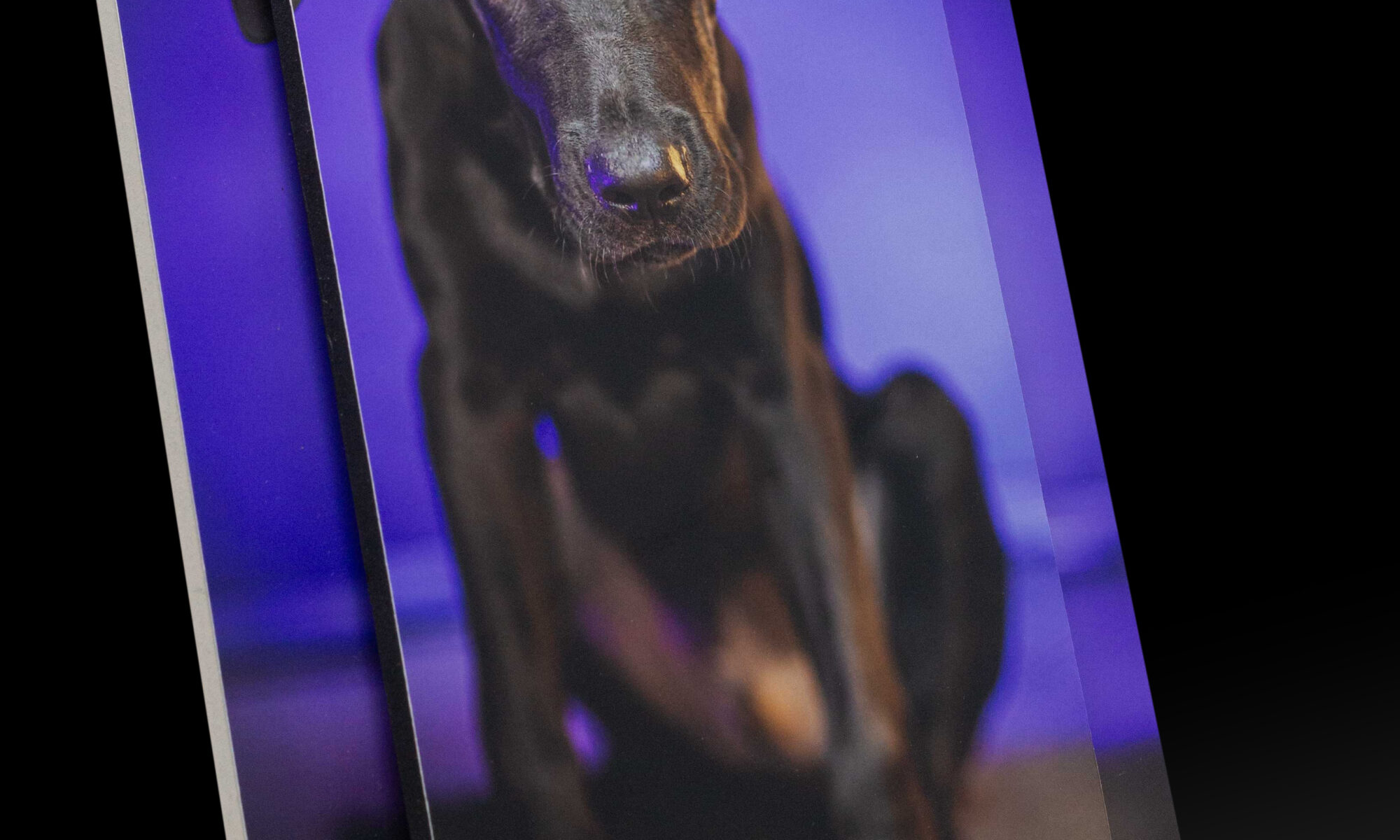 Cornice fotografica moderna in rilievo con effetto tridimensionale e foto pet personalizzata