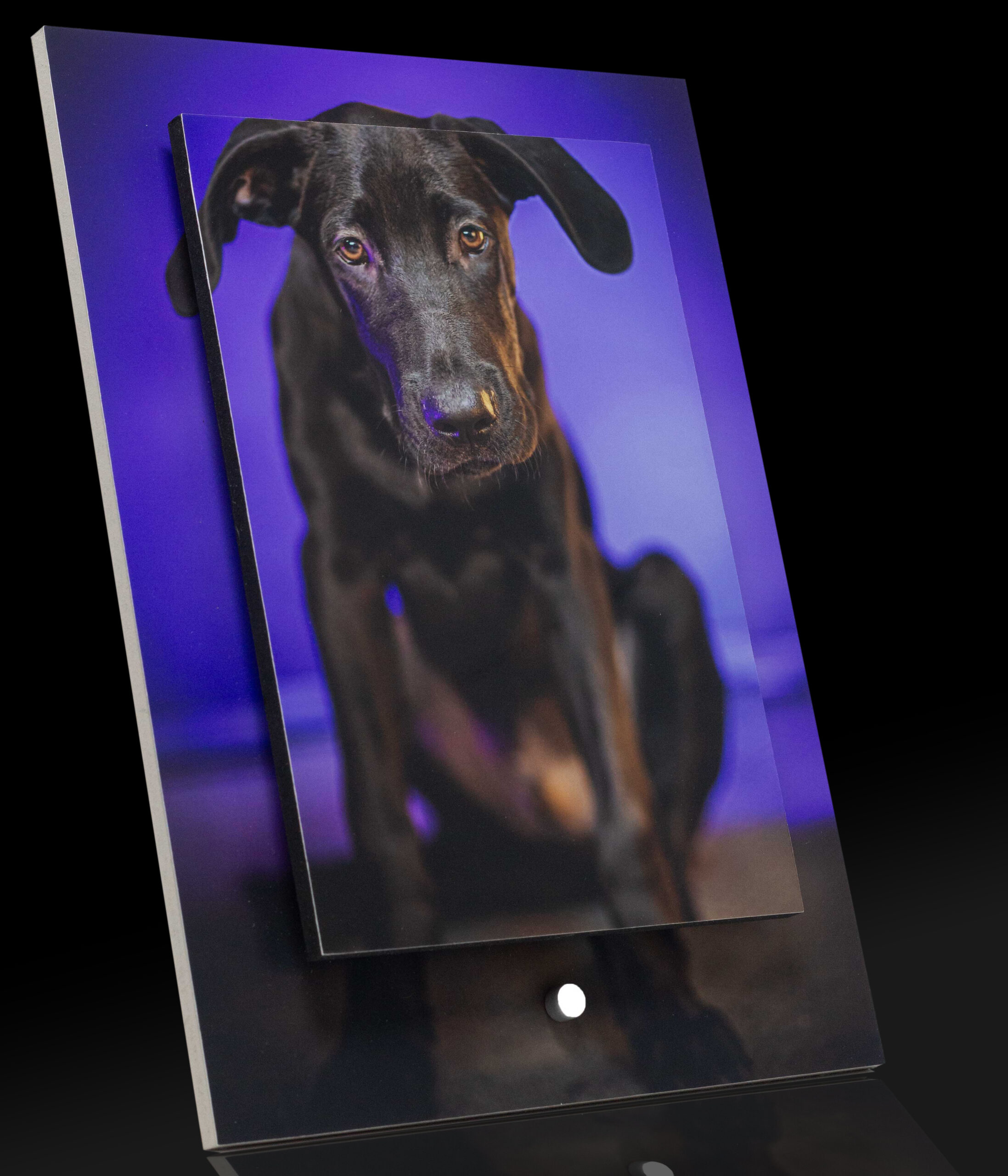 Cornice fotografica moderna in rilievo con effetto tridimensionale e foto pet personalizzata